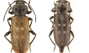 Två exemplar av blåhjon eller husbock, en ljusare och en mörkare, med sina långa antenner och taggiga kroppar.