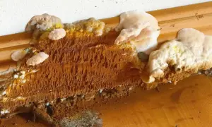 Fuktig träyta med orange, trådlika utväxter och vita svampkolonier. Tecken på hussvamp sanering kan behövas.