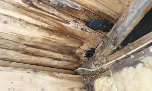 Skadade gamla takstolar med mögel och fuktfläckar. Träet är ruttet och isoleringen syns.