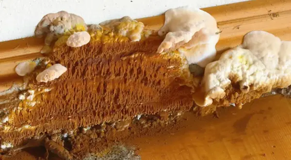 Fuktig träyta med orange, trådlika utväxter och vita svampkolonier. Tecken på hussvamp sanering kan behövas.