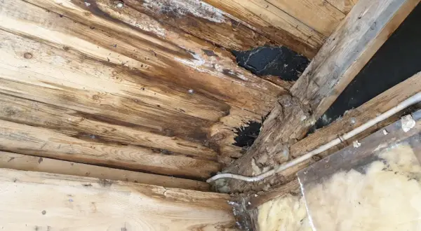 Skadade gamla takstolar med mögel och fuktfläckar. Träet är ruttet och isoleringen syns.
