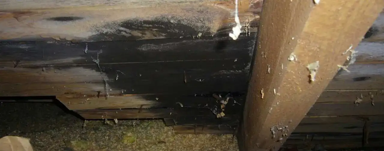 Mörk fläckig beläggning på träbjälkar och plankor, möjligen tecken på fuktproblem. Inte avsedd att vara ofarlig hussvamp.