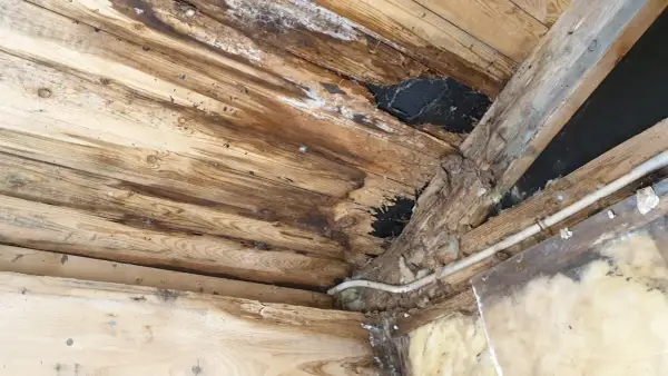 Skadade gamla takstolar med mögel och fuktfläckar. Träet är ruttet och isoleringen syns.